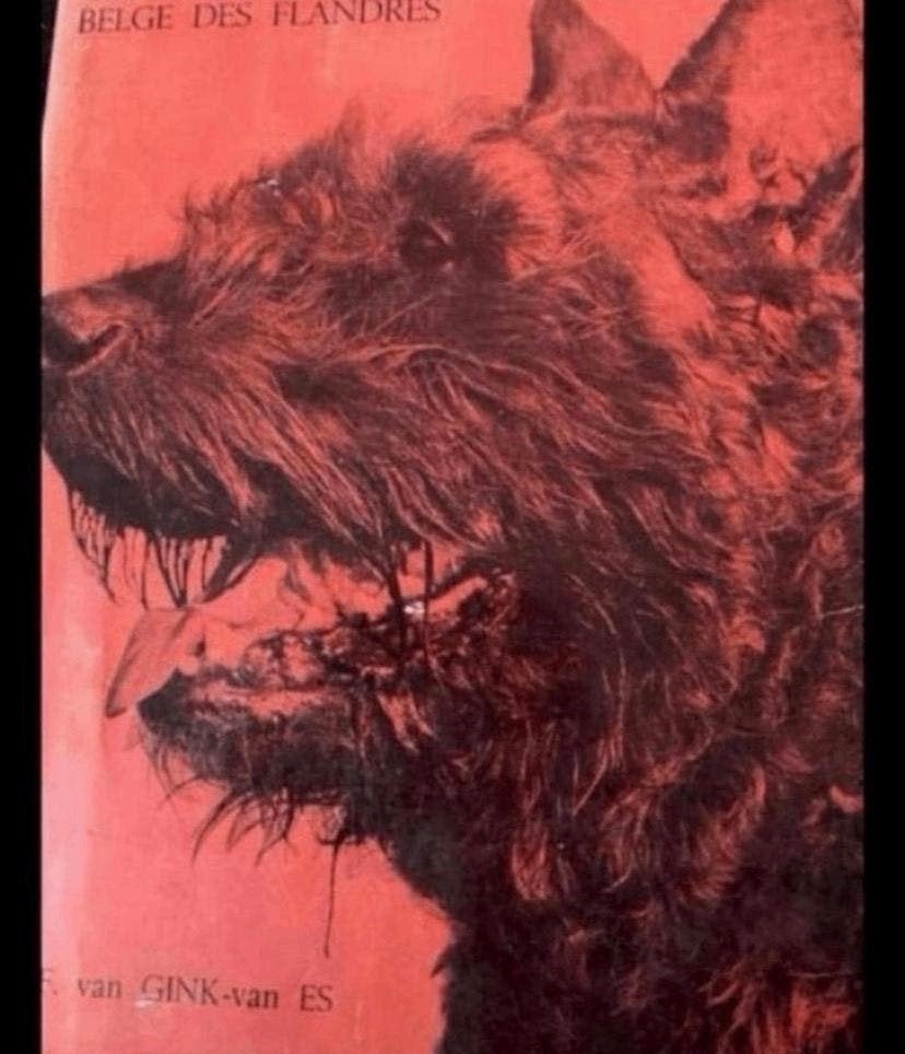 BOUVIER BELGE DES FLANDRES, Verzenden, Zo goed als nieuw, Honden