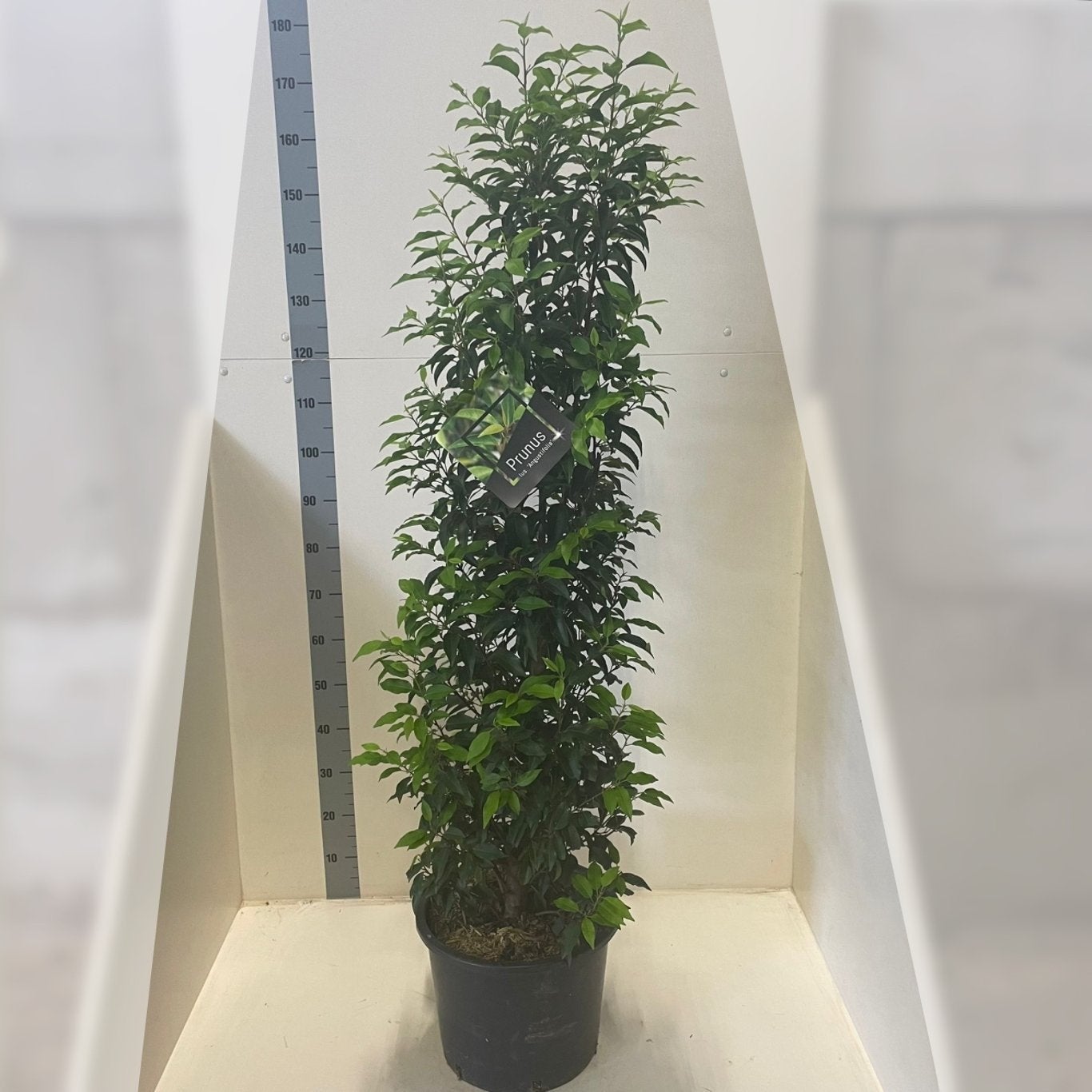 Portugese Laurier (Prunus lusitanica) 150 cm - Potgekweekt, Vaste plant, Bloeit niet, Halfschaduw, Ophalen