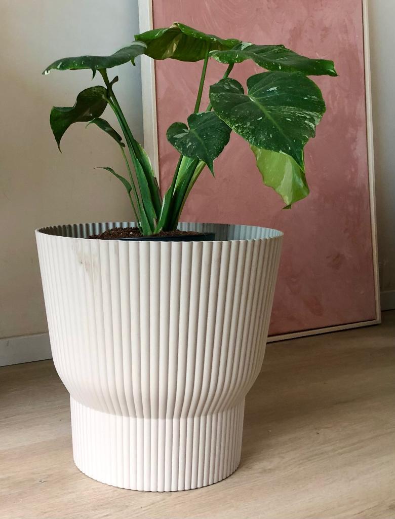 Monstera Thai Constellation in grote bloempot, Huis en Inrichting, Kamerplanten, Ophalen of Verzenden, In pot, Halfschaduw, Minder dan 100 cm