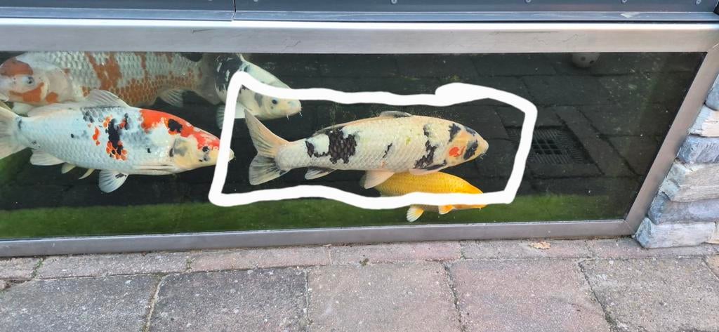 2 Japanse koi, Eén persoon