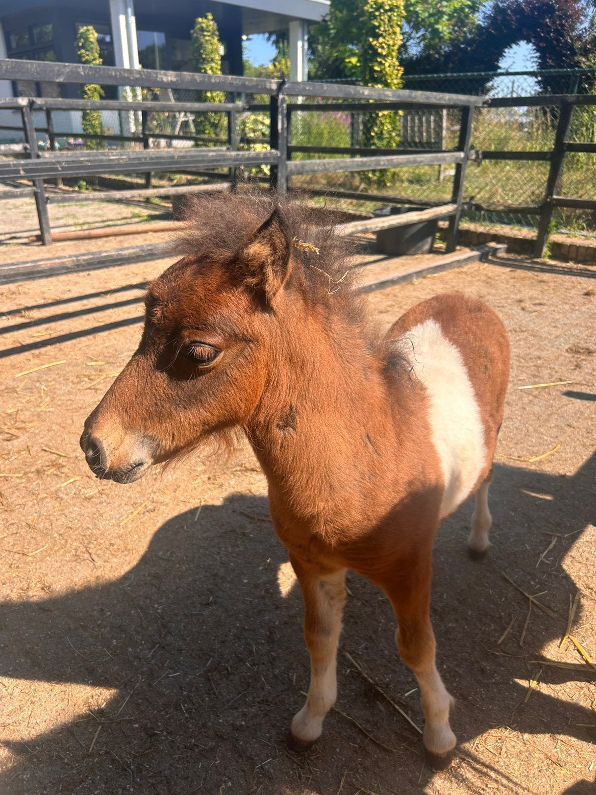 Uniek bont shetland hengstveulen, Met stamboom, Niet van toepassing, 0 tot 2 jaar, Hengst