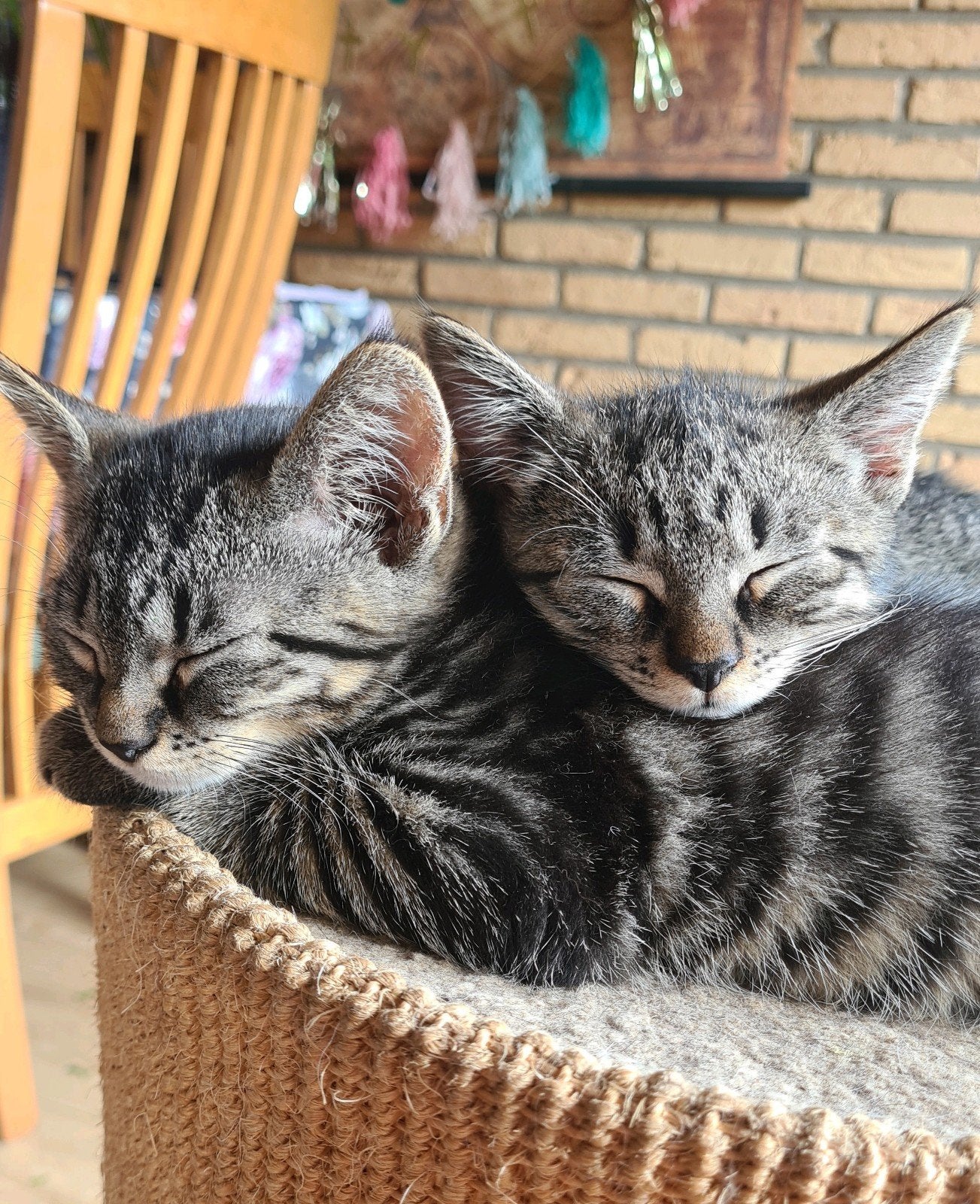 4 lieve sociale kittens. Wij zoeken een huis., Meerdere dieren, Kortharig, 0 tot 2 jaar