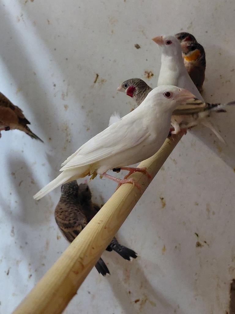 Bandvink l koppels l wildkleur x wit, Dieren en Toebehoren, Vogels | Overige Vogels, Meerdere dieren, Wildzangvogel, Geringd