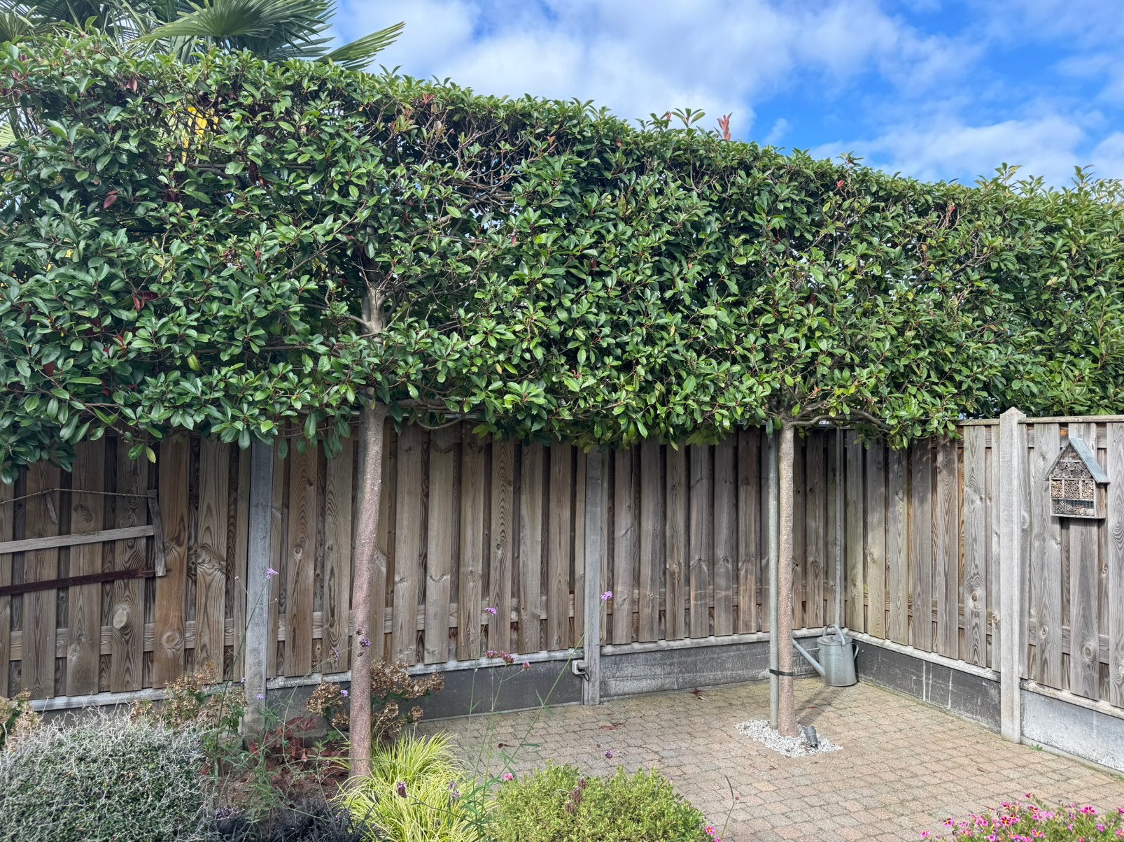 Glansmispel leiboom (Photinia fraseri 'Red Robin'), Leiboom, Lente, 250 tot 400 cm, Ophalen