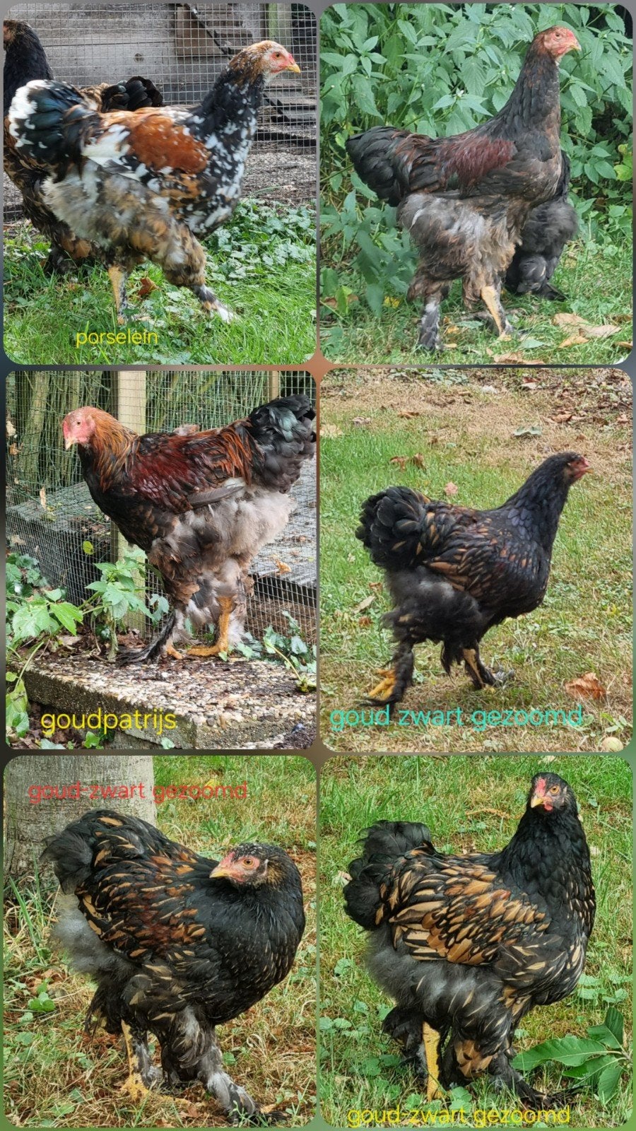 5 jonge brahma haantjes zoeken nieuwe plek, Mannelijk, Kip