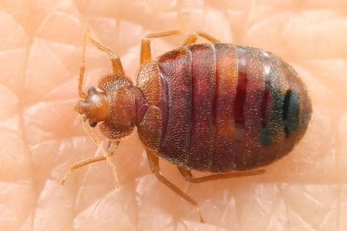 Bedwantsen bestrijding, ongediertebestrijding, Insecten of Spinnen
