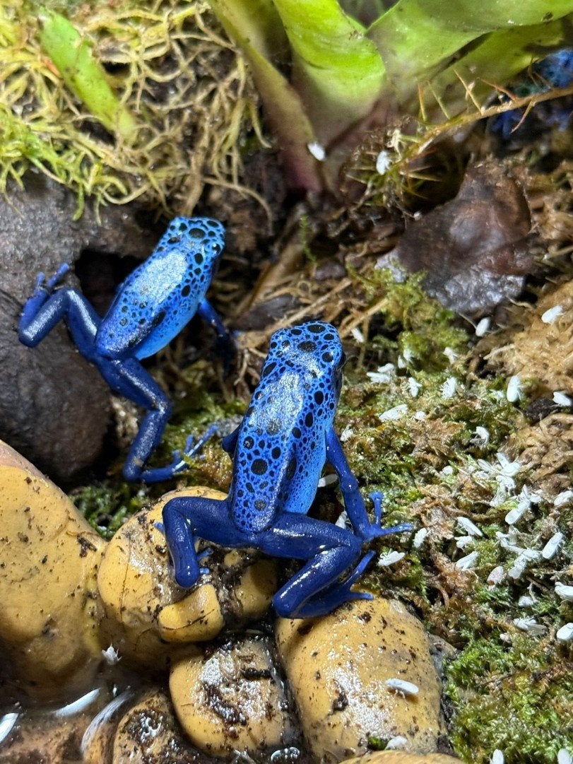 Dendrobates Tinctorius Azureus gifkikkers te koop Frog - unknown for sale from Coen Donkers