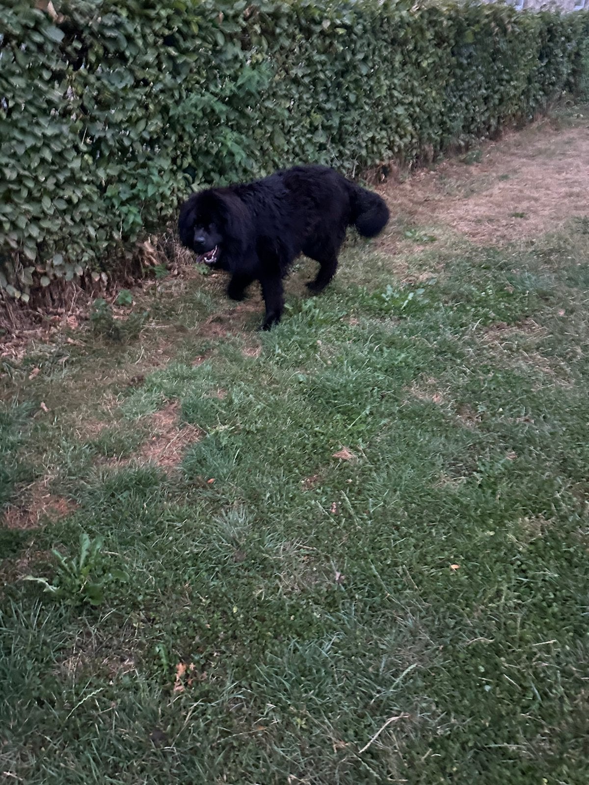 New foundlander teef, Parvo, 15 weken tot 1 jaar, Overige rassen, Teef