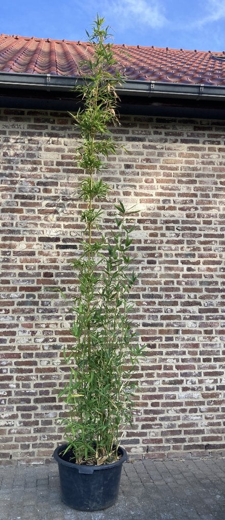 Bamboe Phyllostachys nigra Boryana, Tuin en Terras, Vaste plant, Bloeit niet, Halfschaduw, Ophalen