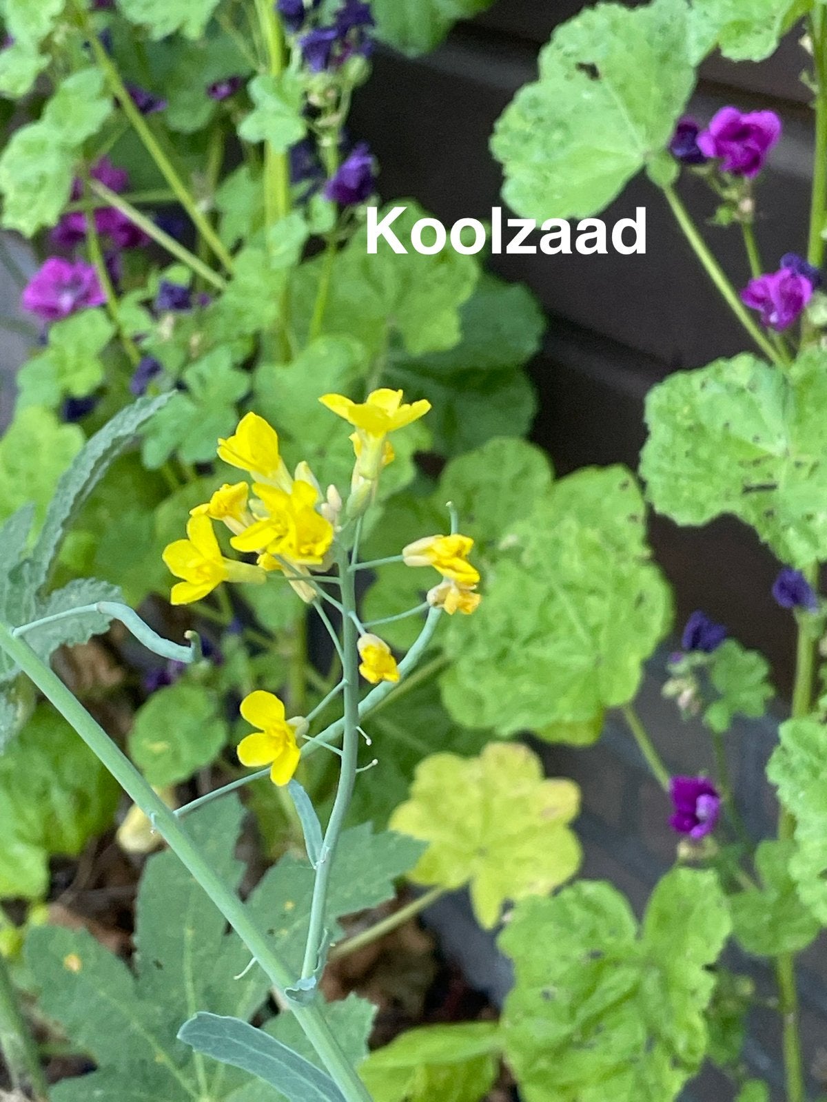 zaden Koolzaad, Ophalen of Verzenden, Volle zon, Zaad