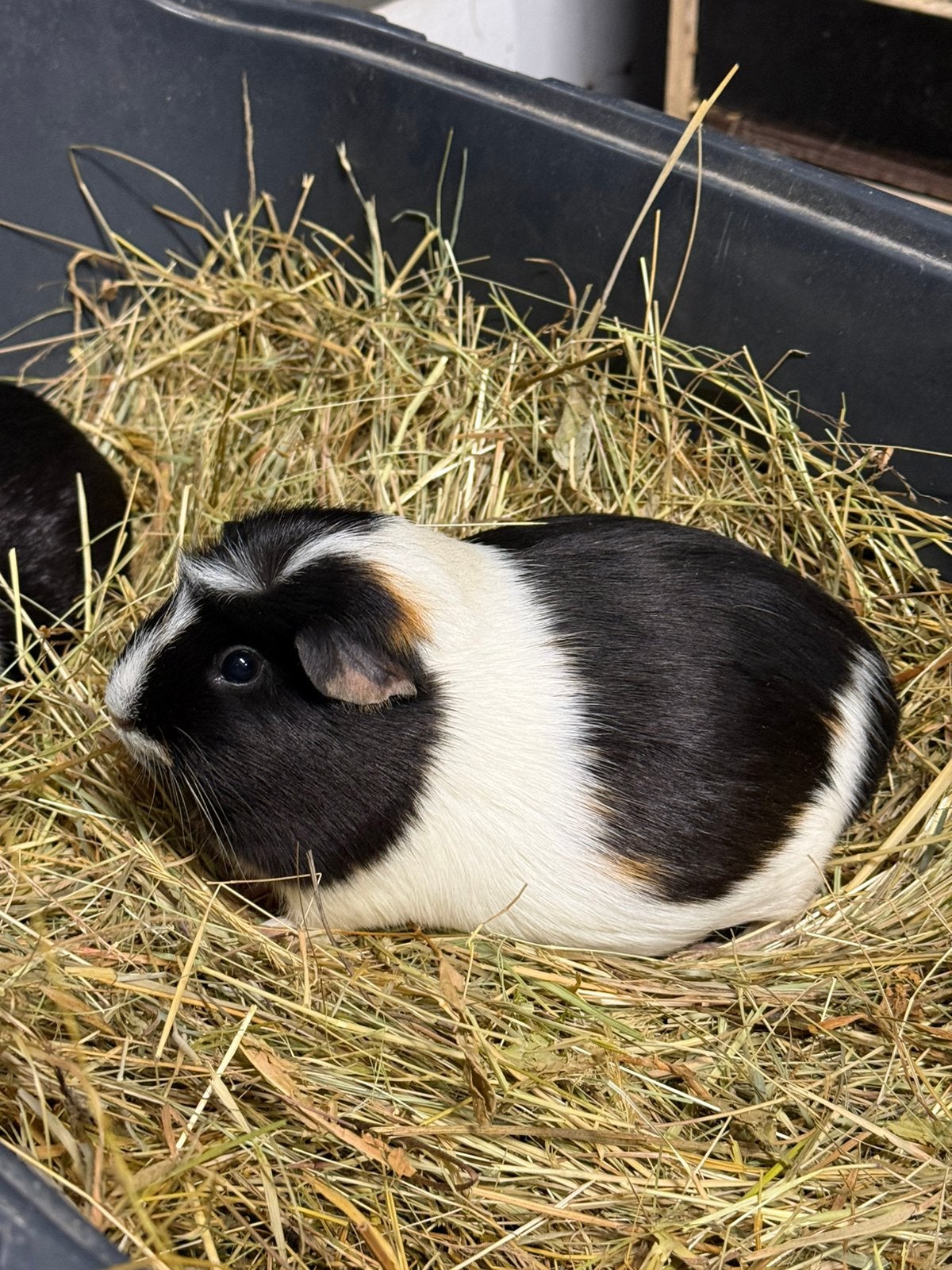 Meerdere Cavia zeugjes, Dieren en Toebehoren, Cavia, Augustus, Vrouwelijk, Tam