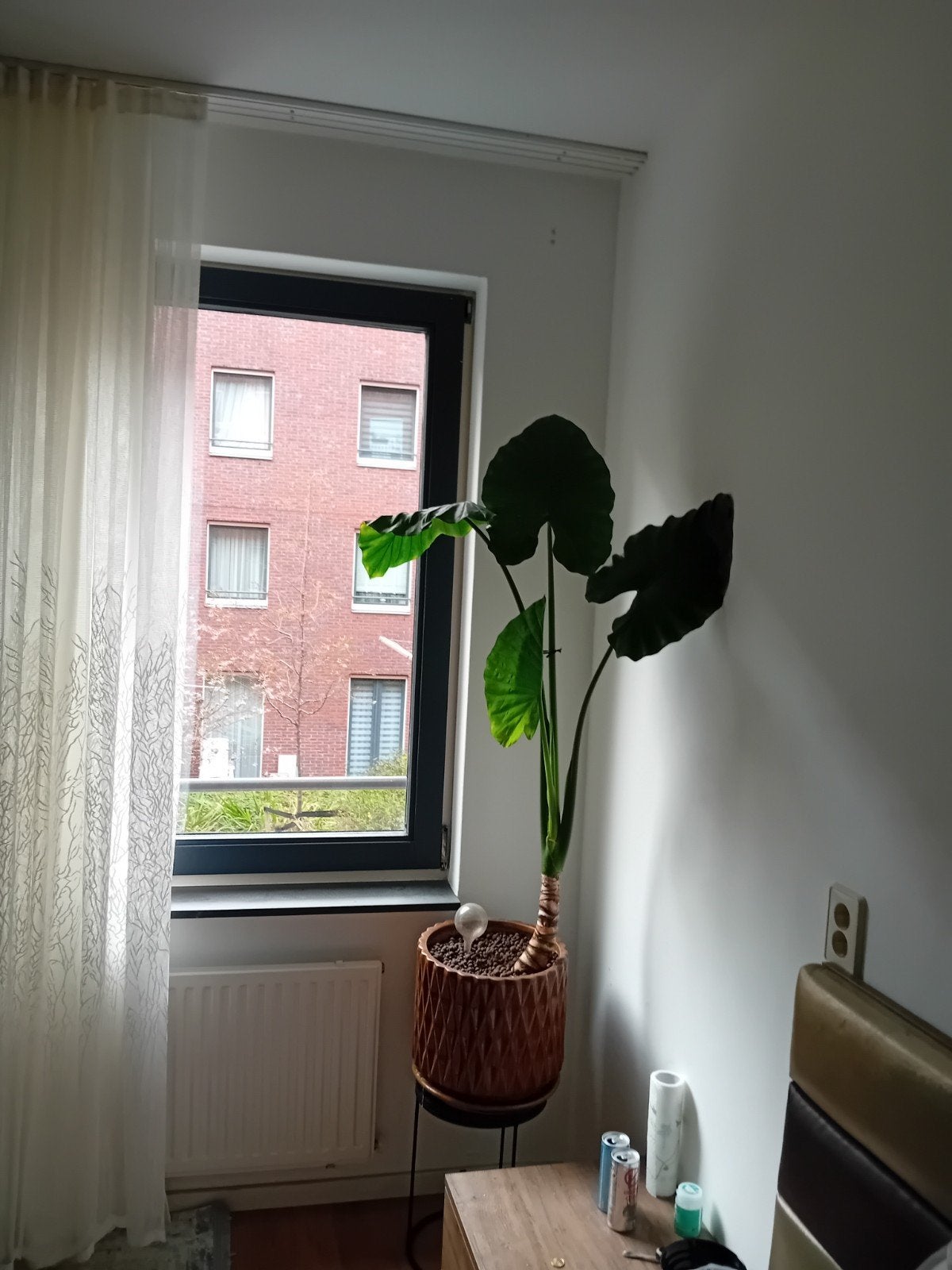 Grote Alocasia kamerplant in pot, Huis en Inrichting, Ophalen