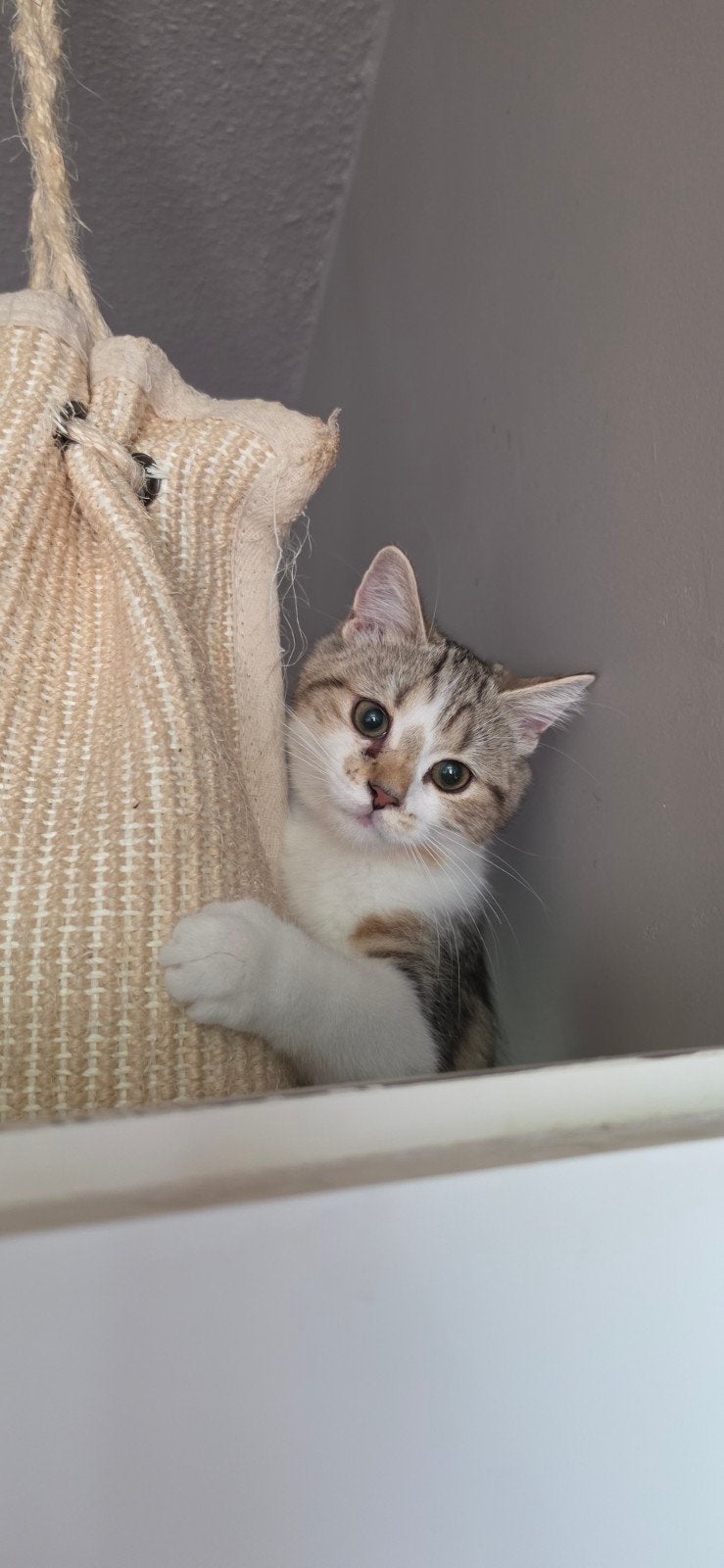 Kitten, Poes, Kortharig, 0 tot 2 jaar