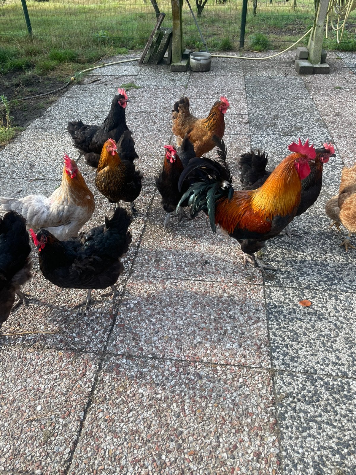 Marans ras  12 kippen en 1 haan ., Dieren en Toebehoren, Meerdere dieren, Kip