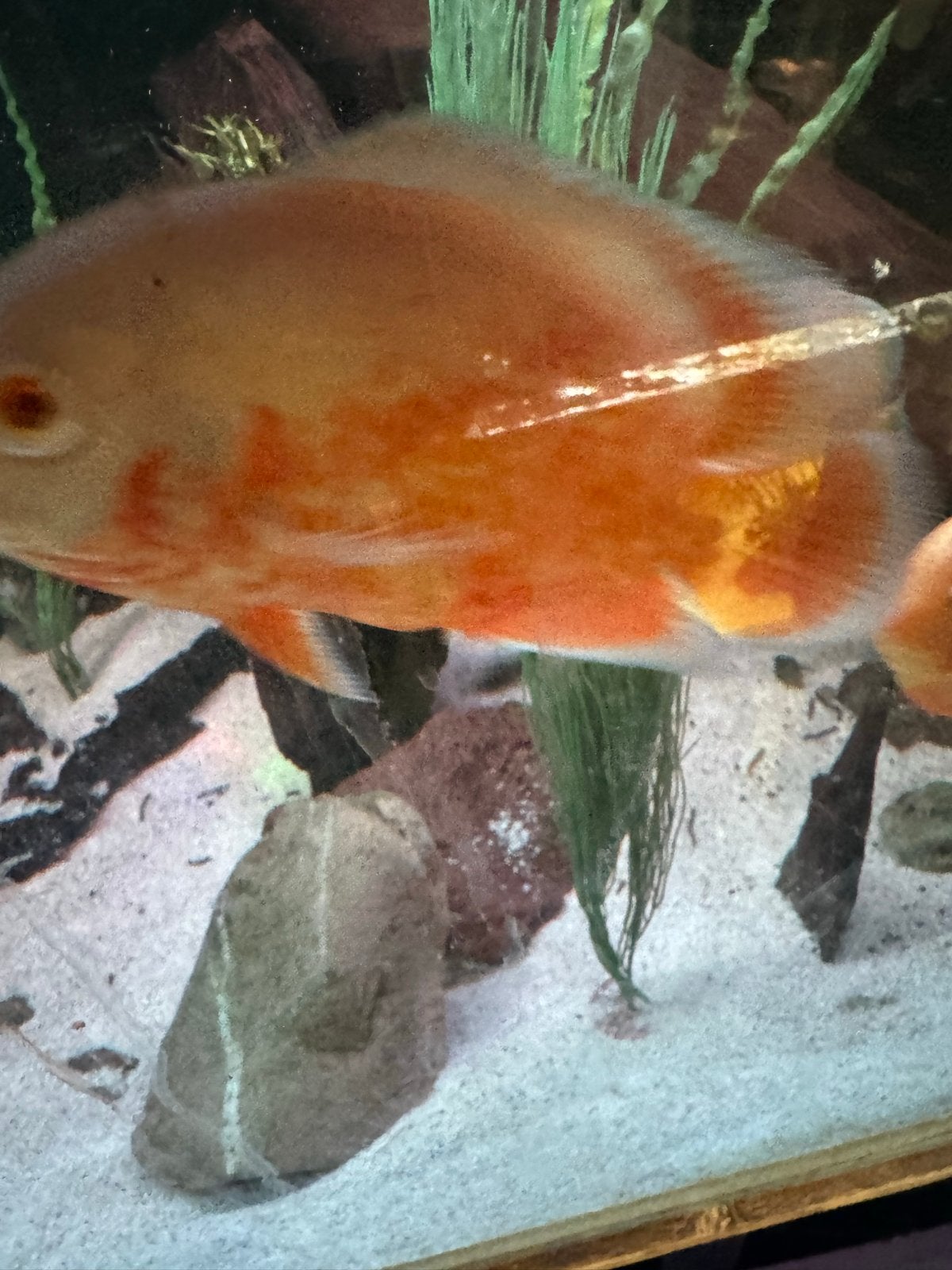 Pauwoog cichlide red chilli 20cm, Dieren en Toebehoren, Vissen | Aquariumvissen, Vis