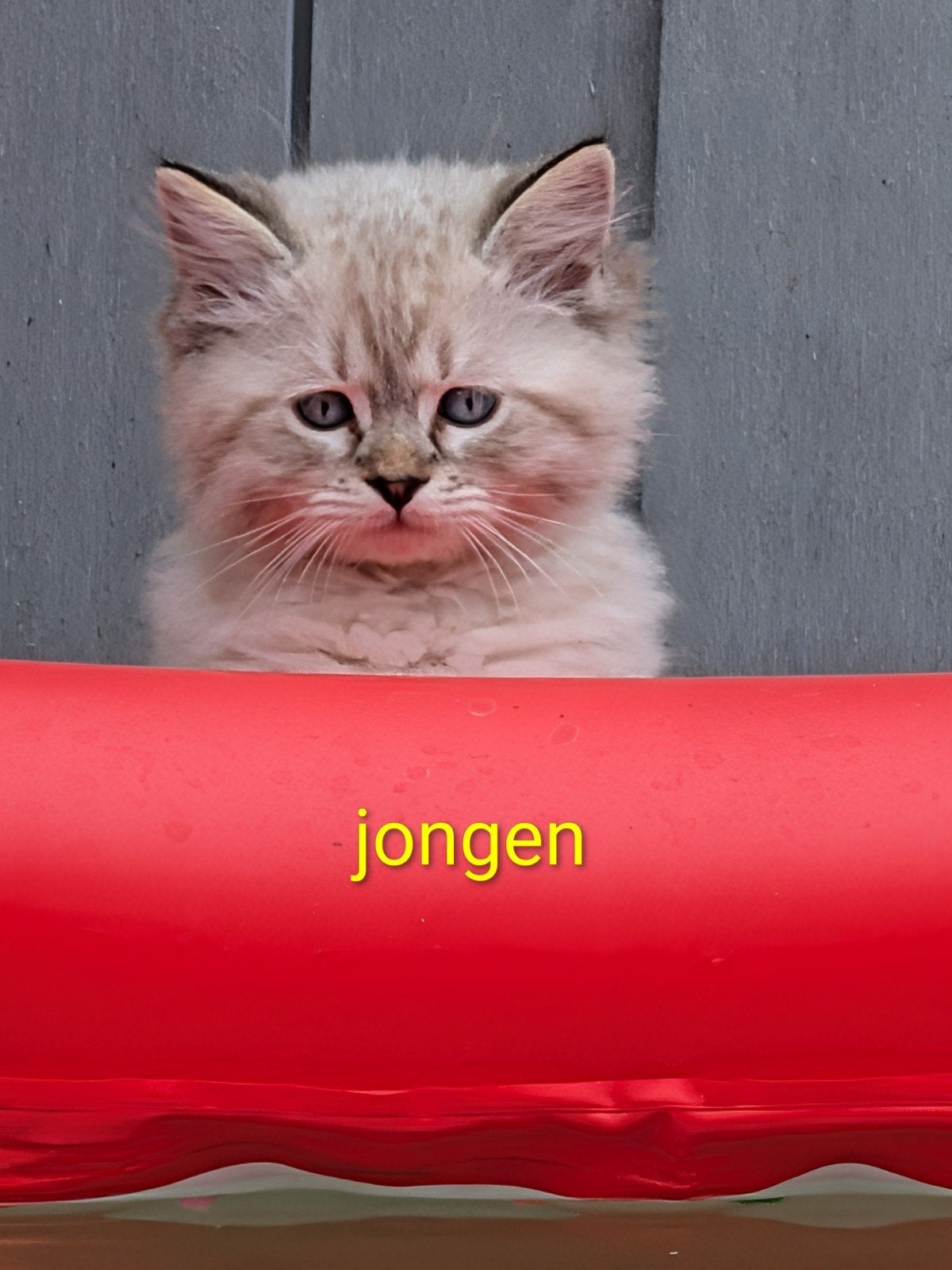 Ragdoll kittens 100% ragdoll, Meerdere dieren, Ontwormd, 0 tot 2 jaar