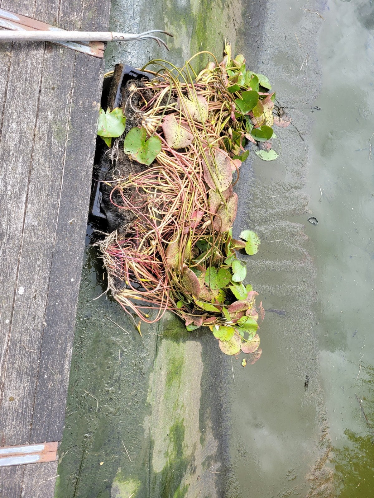 Grote waterlelie, Ophalen
