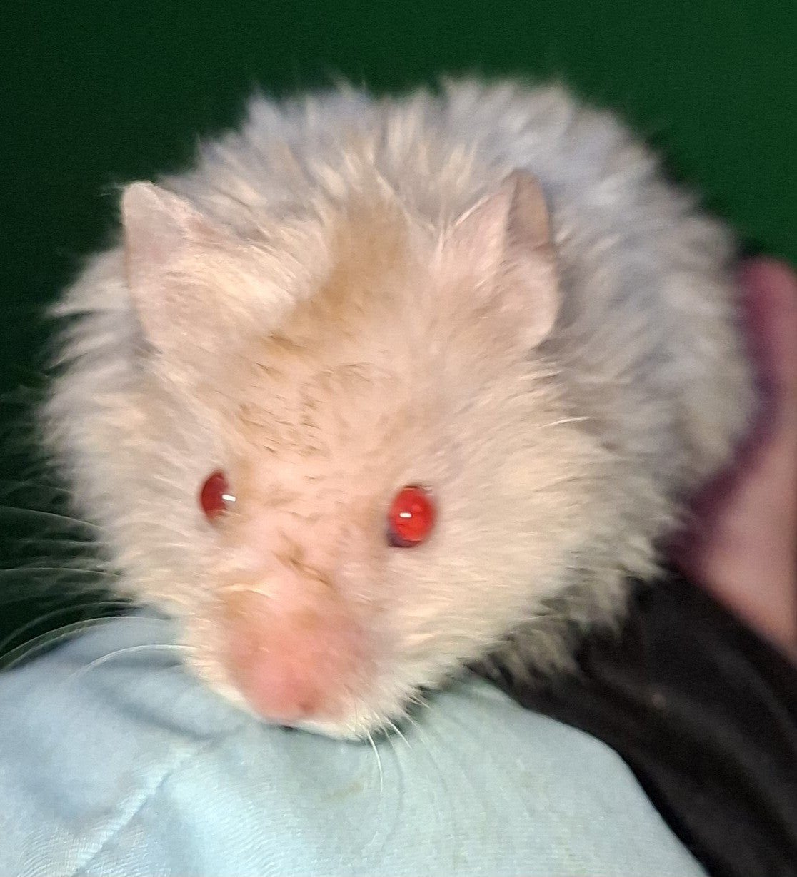 kindvriendelyke syrische hamster goudhamster van hobbyfokker, Dieren en Toebehoren, Hamster, Augustus, Vrouwelijk, Tam