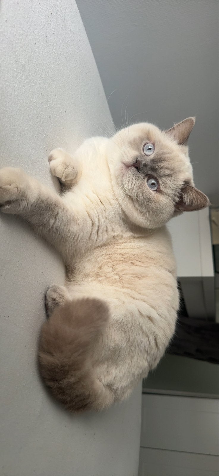 Britse kort haar blue point, Kater, Kortharig, 0 tot 2 jaar