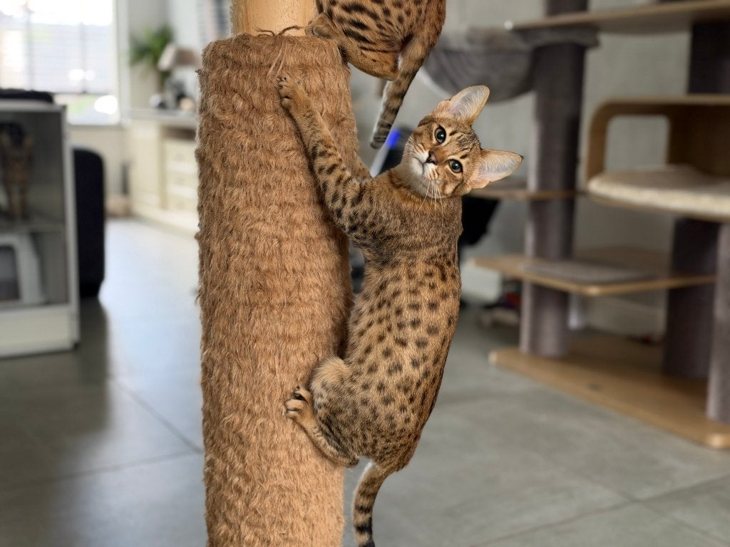 Prachtige SBT Savannah poesjes Top Gear | mag verhuizen, Dieren en Toebehoren, Poes, Met stamboom, 0 tot 2 jaar
