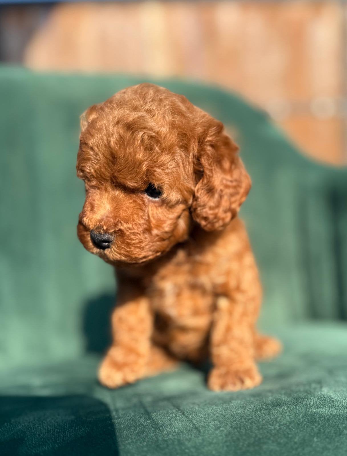 Mini rode toy Poedel, Reu, 8 tot 15 weken, Buitenland, Parvo