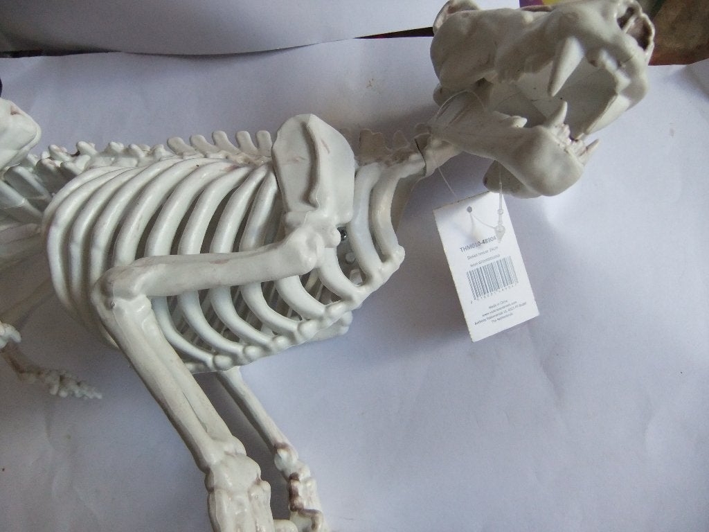 Skelet van een sabeltandtijger - Decoratie, Verzenden, Nieuw, Wild dier, Beeldje of Figuurtje