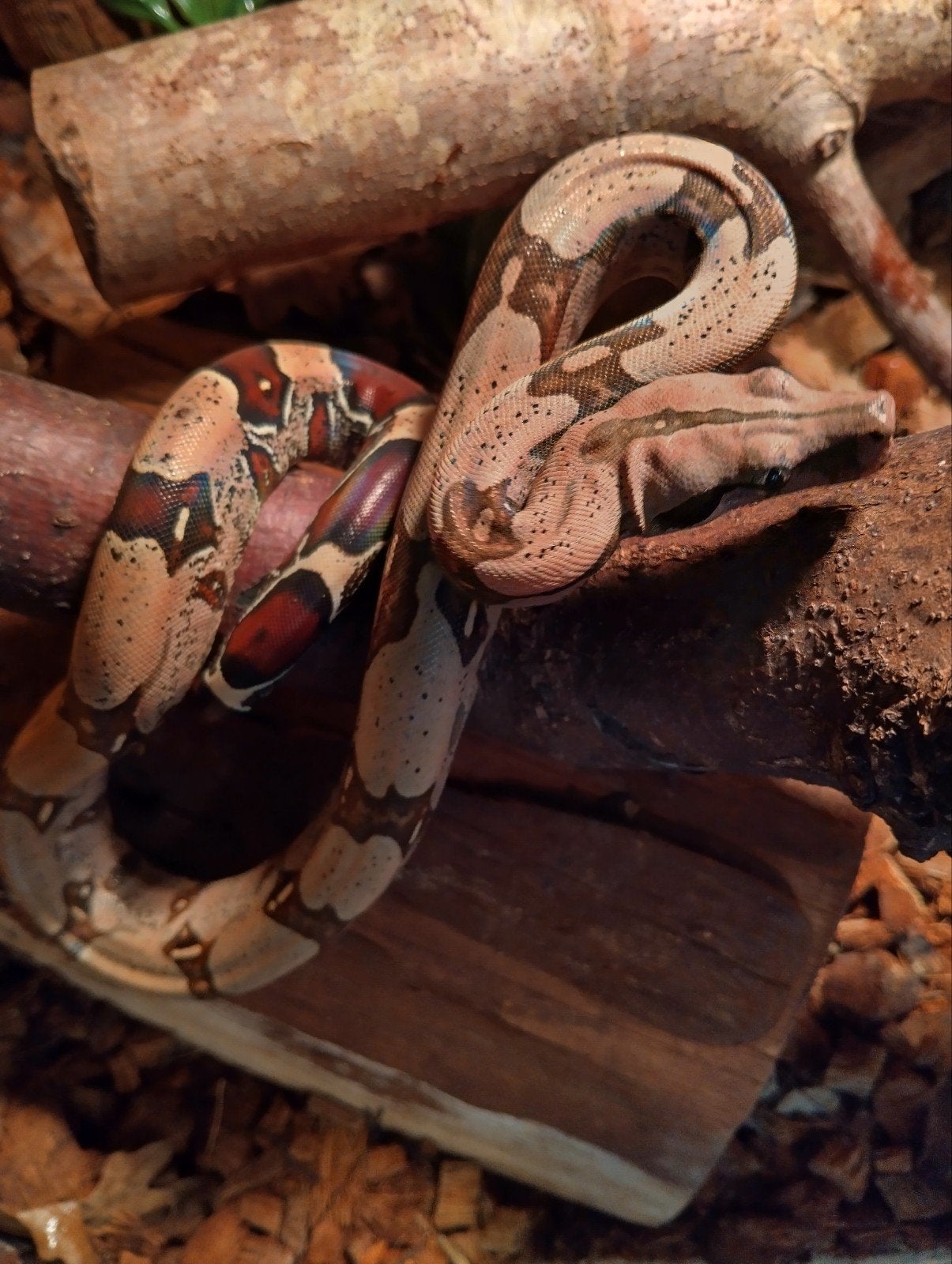 nakweek Frans Guyana boas Belizon area Boa Constrictor photo 2