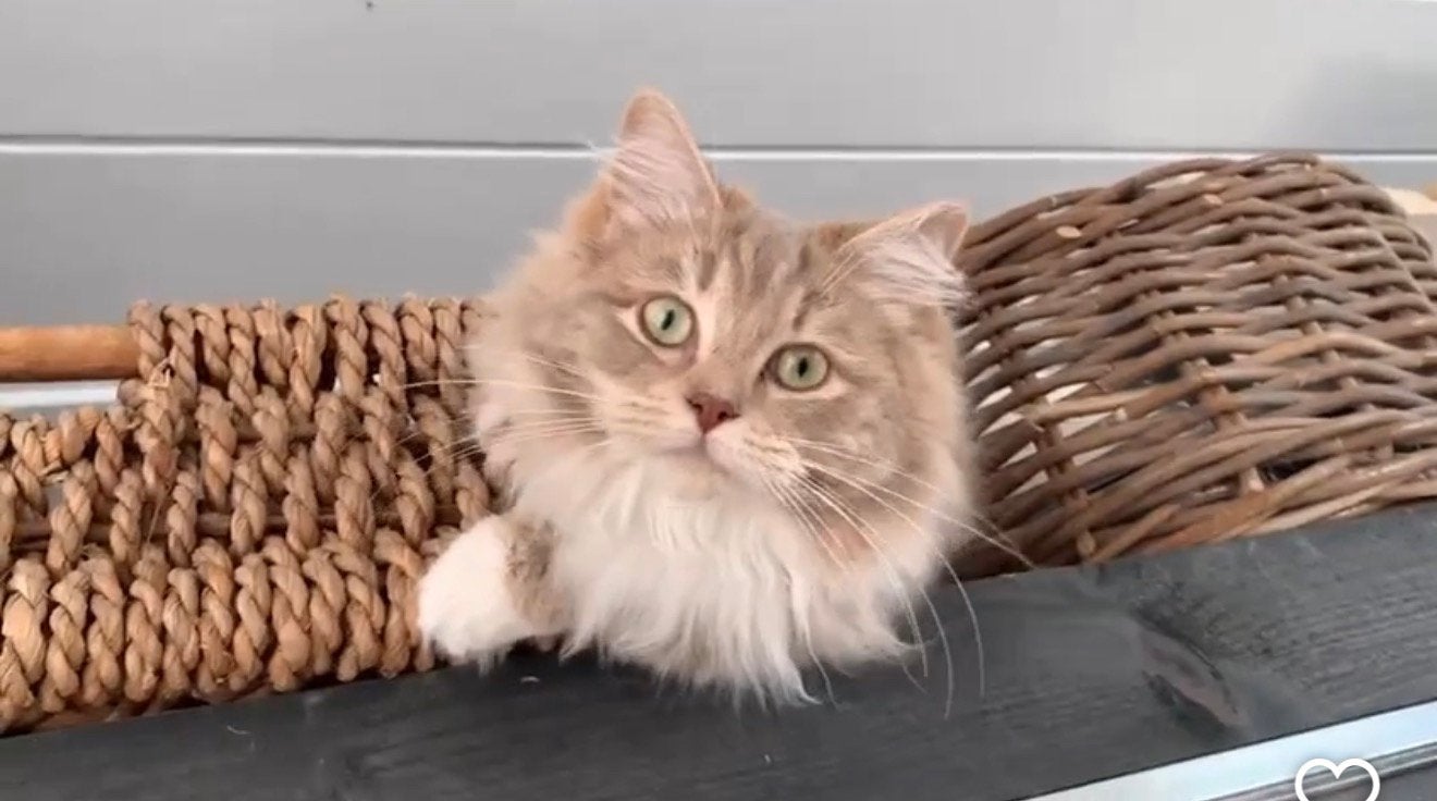 Lieve exclusieve Ragdoll ~ Cherubim stamboompoes 💗, Poes, Met stamboom, 3 tot 5 jaar