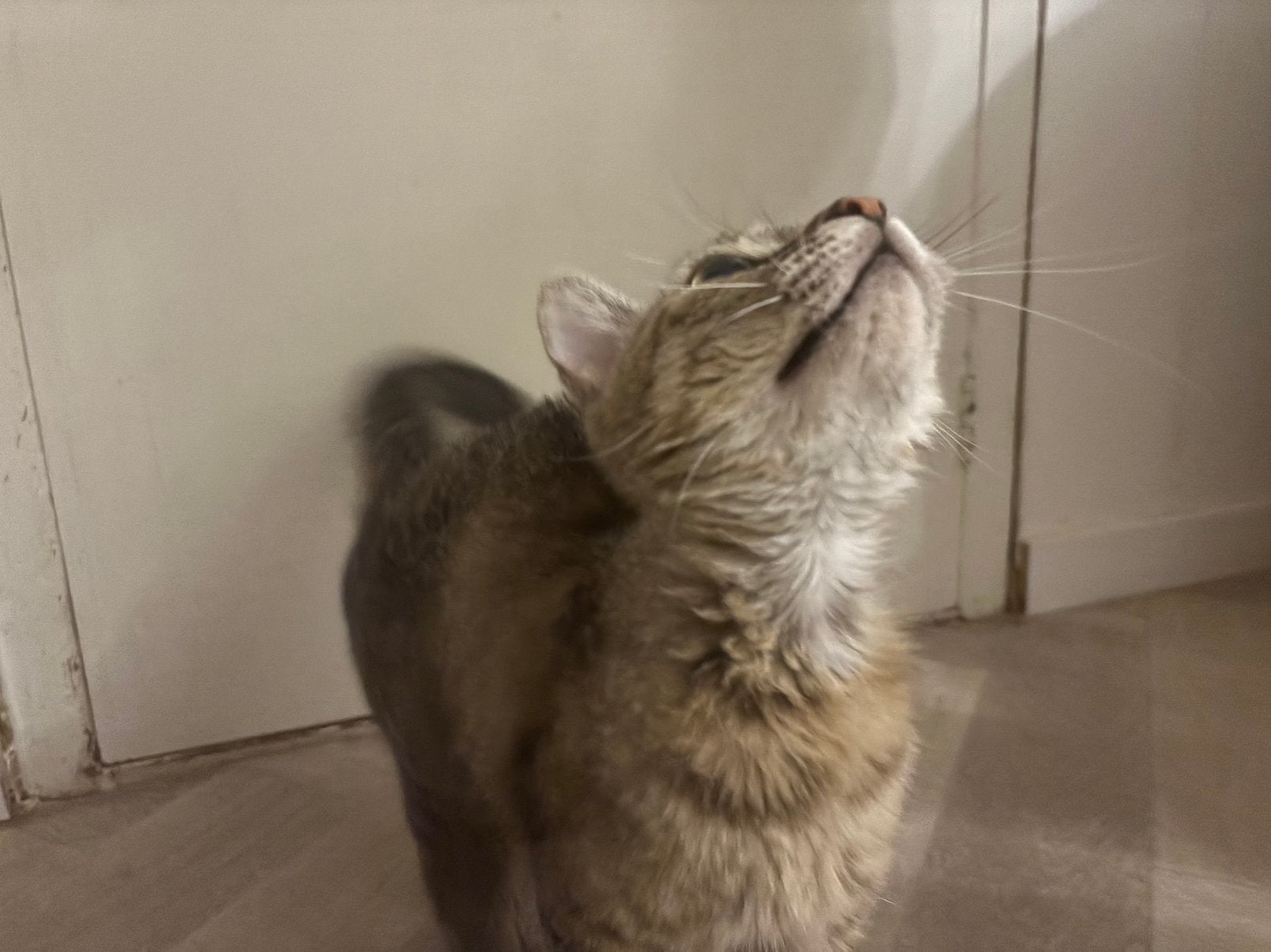 Brits/europese korthaar, Dieren en Toebehoren, Katten en Kittens | Overige Katten, Poes, Kortharig, 0 tot 2 jaar