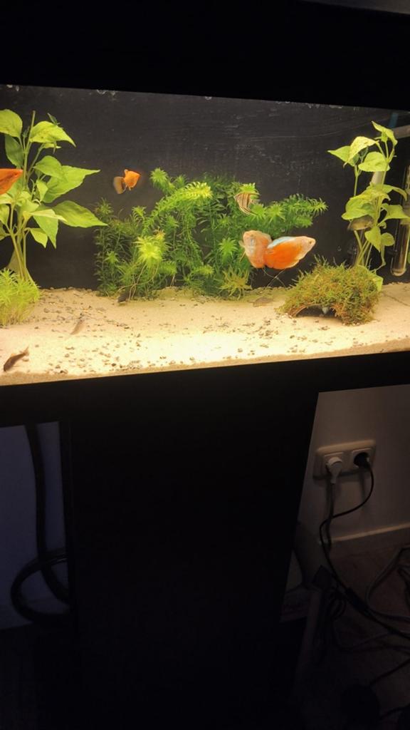 Aquarium met kast., Ophalen, Zo goed als nieuw, Leeg aquarium