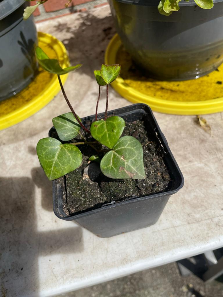 Groene Klimop (Hedera helix) stekjes, Ophalen, Vaste plant, Bloeit niet, Halfschaduw