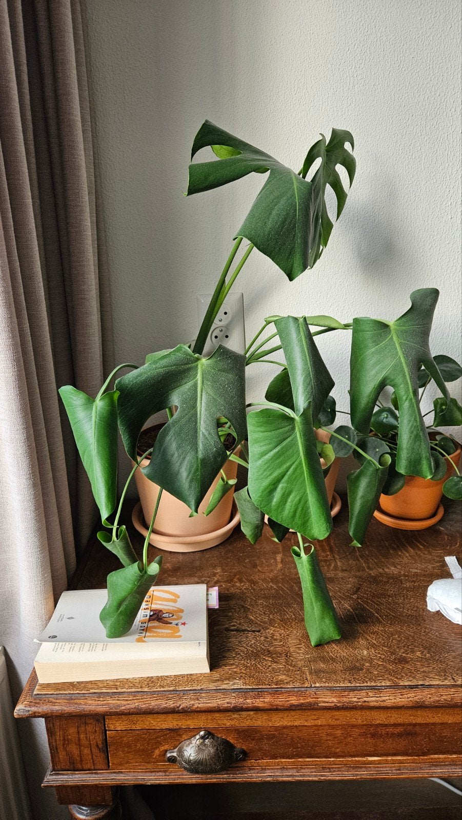 Monstera plant -pannekoekenplant