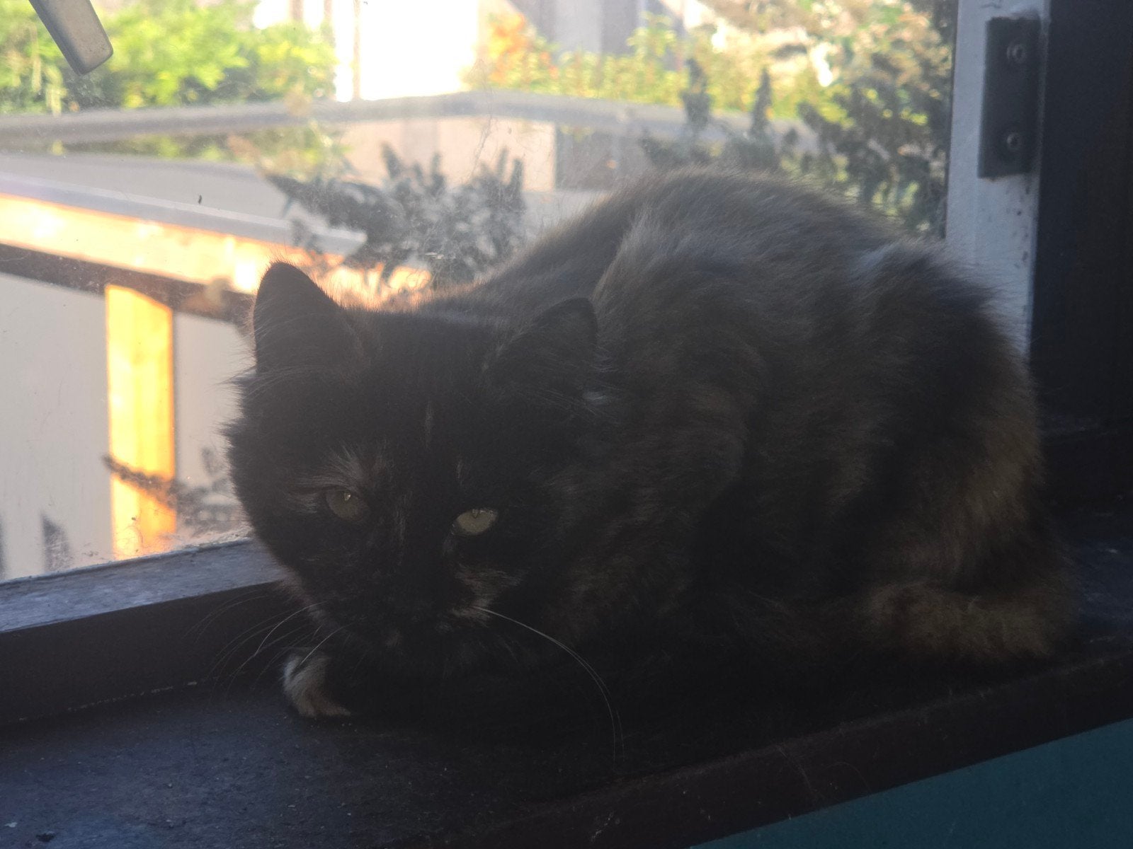 Deze 4 lieverds mogen van af zaterdag 17 oktober weg., Meerdere dieren