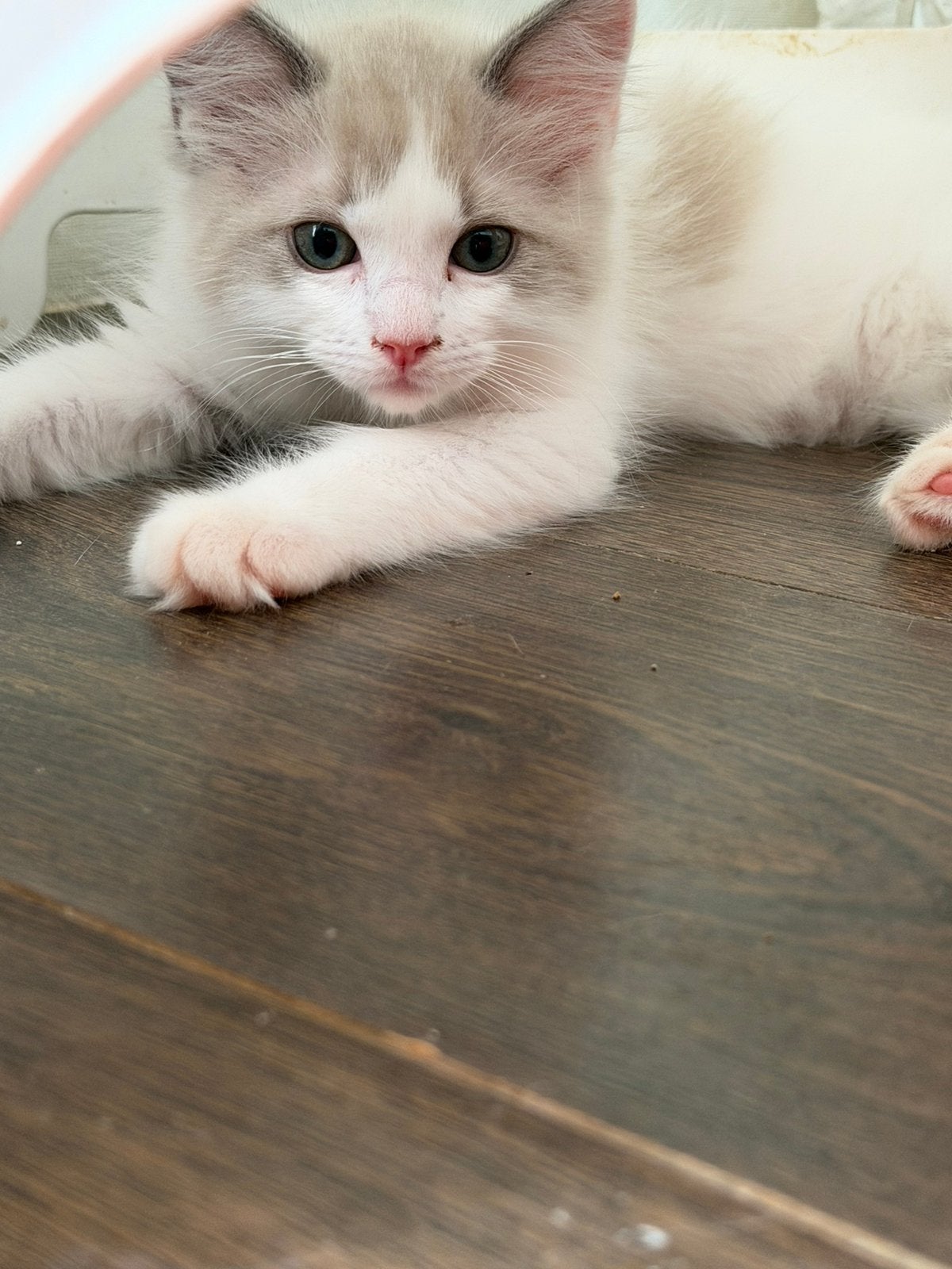 Ragdoll kittens mogen verhuizen, Dieren en Toebehoren, Katten en Kittens | Raskatten | Langhaar, Meerdere dieren, Ontwormd