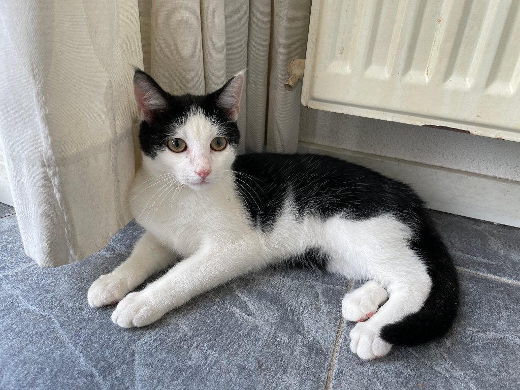 Kitten Poesje Mag haar NESTJE gaan verlaten !, Poes, Kortharig, 0 tot 2 jaar