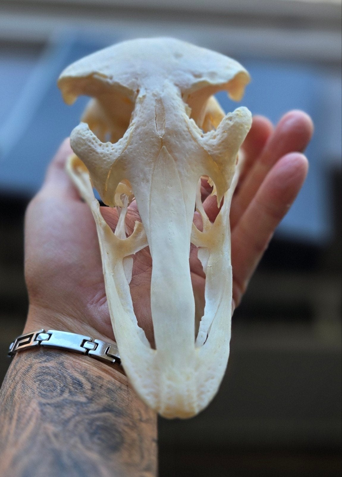 Enorme Struisvogel Schedel - Skull Ostrich bird Taxidermie, Ophalen of Verzenden, Wild dier, Schedel