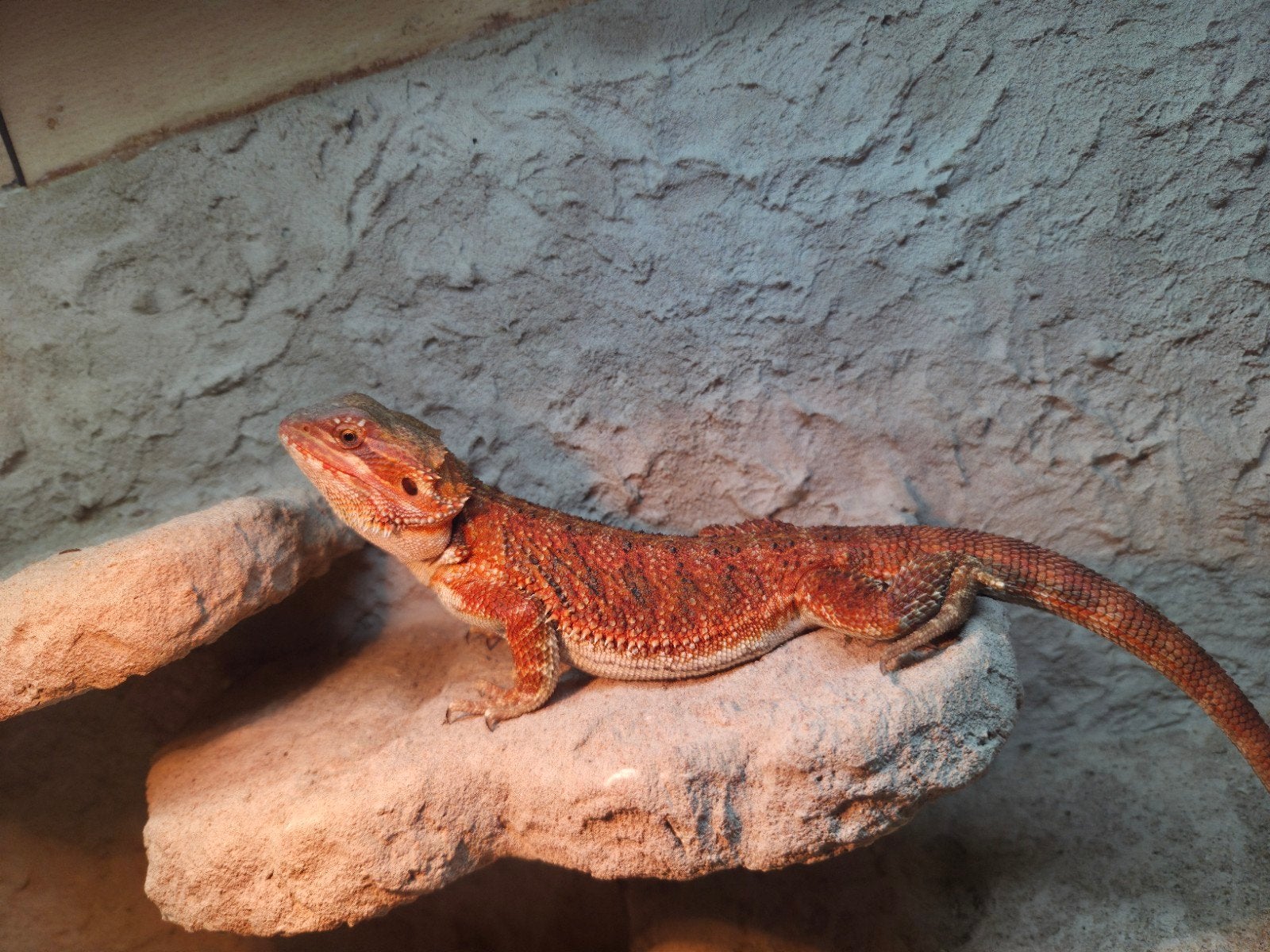 mooie spanishred tiger baardagaam vrouwtje aangeboden Bearded Dragon photo 4