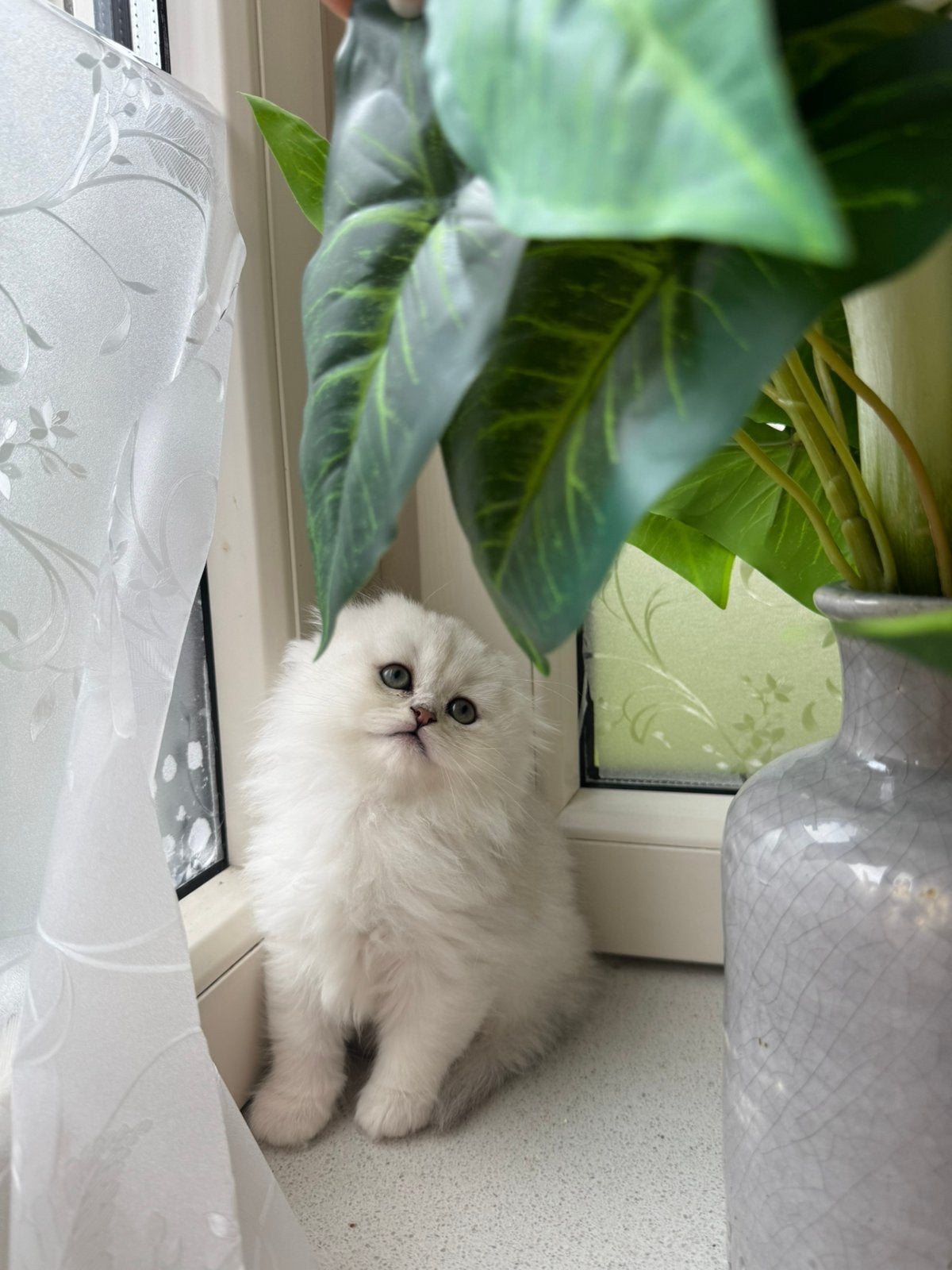 Prachtige witte Britse Langhaar katertjes, Dieren en Toebehoren, Katten en Kittens | Overige Katten, Meerdere dieren