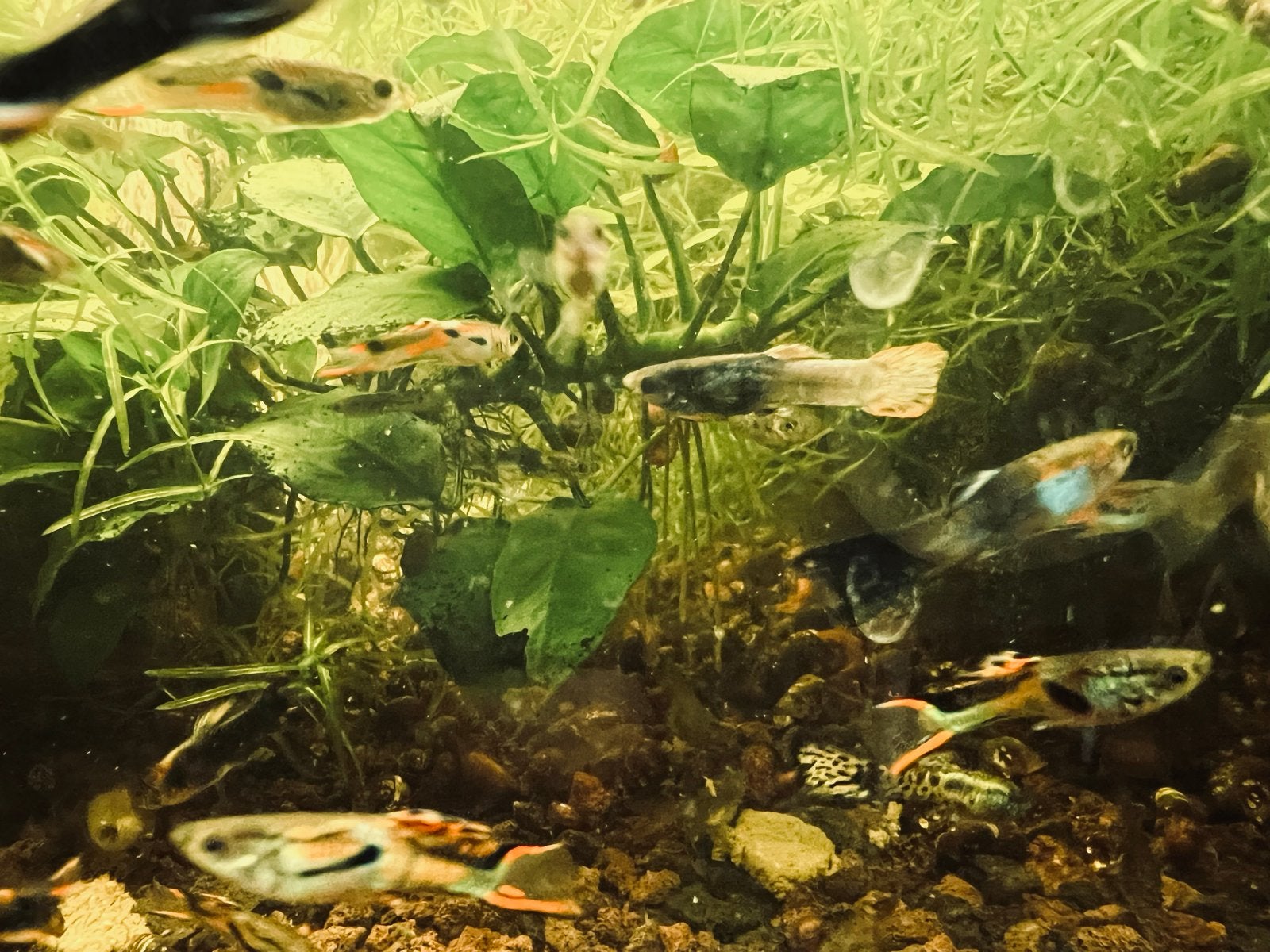 Endler guppies, Vis