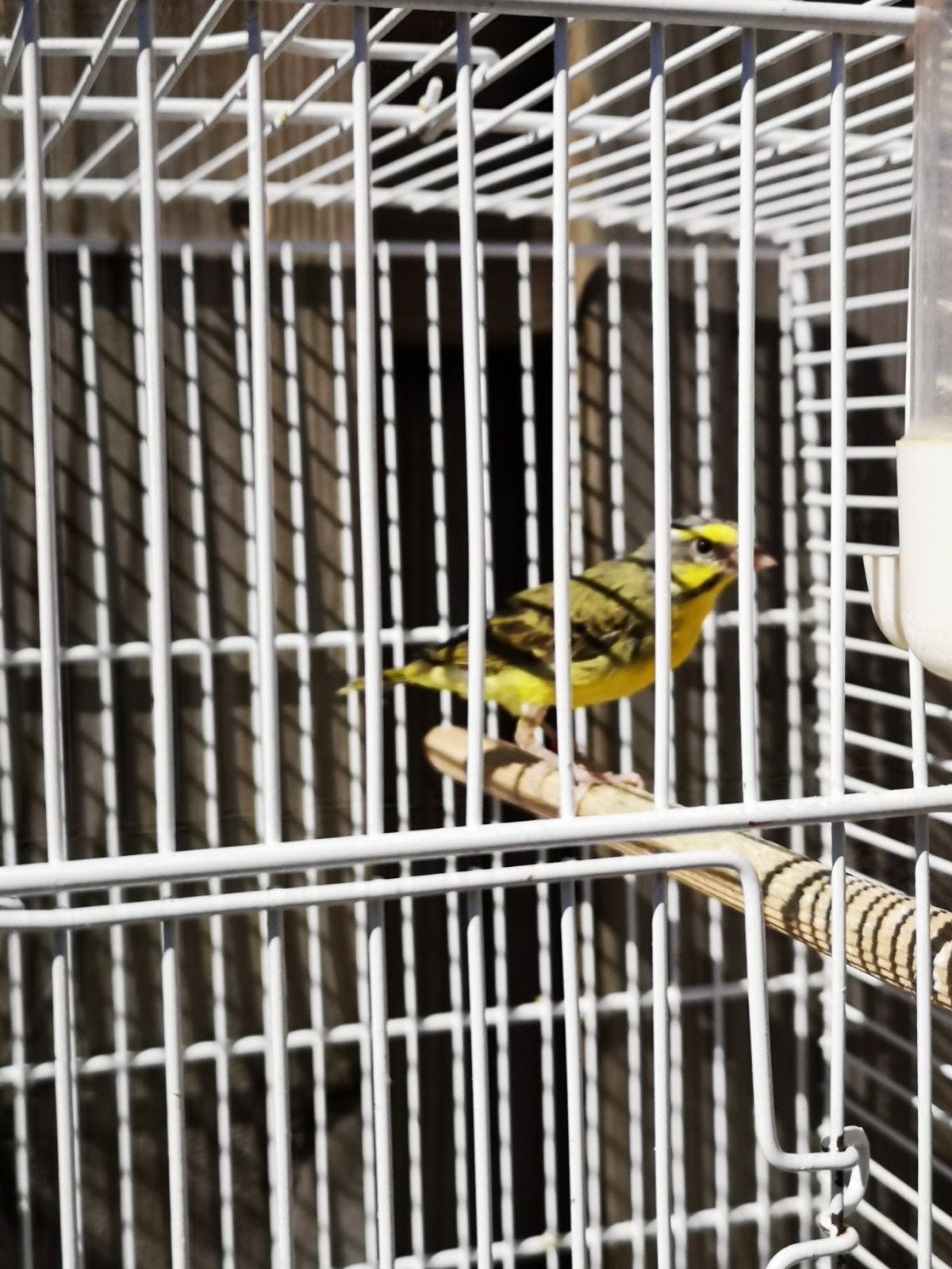Prachtige mozambiquesijs, Dieren en Toebehoren, Vogels | Overige Vogels, Mannelijk, Geringd