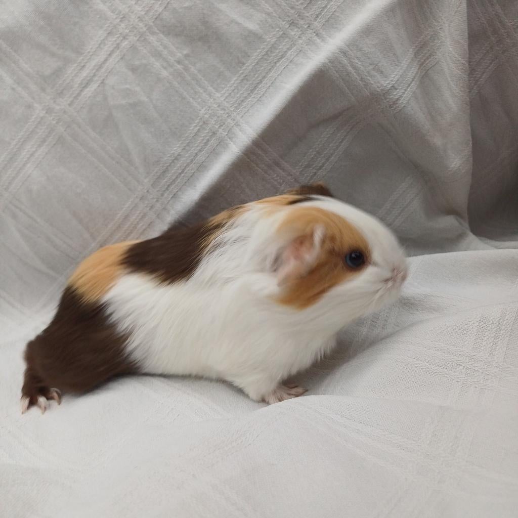 Te koop Sheltie zeugje ( gereserveerd t/m zondag), April, Vrouwelijk, Cavia