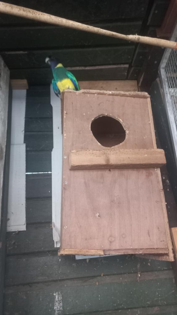 GEZOCHT  PORTLINCOLN  POP   OVJ, Vrouwelijk, Parkiet
