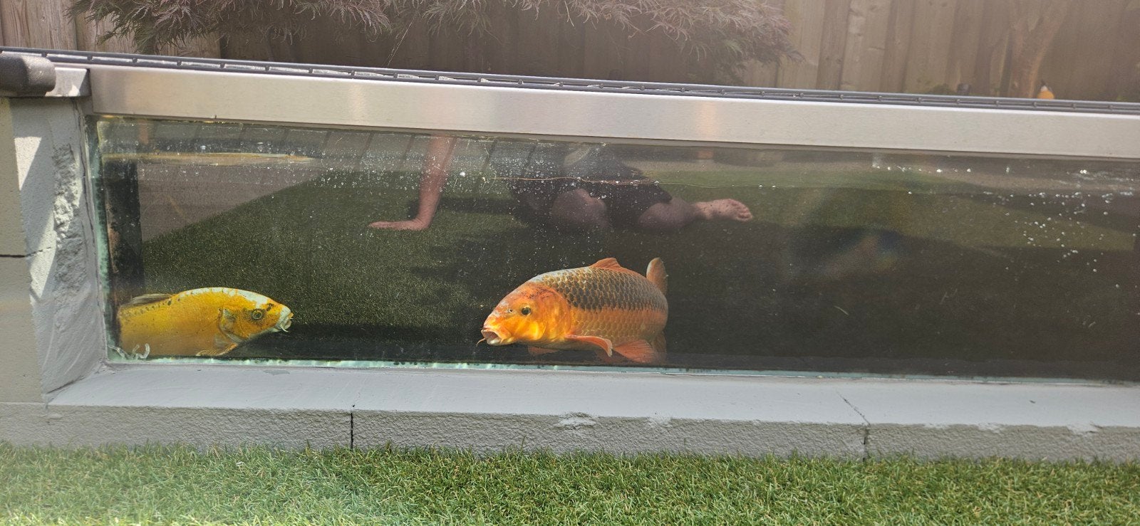 Asagi koi, Dieren en Toebehoren