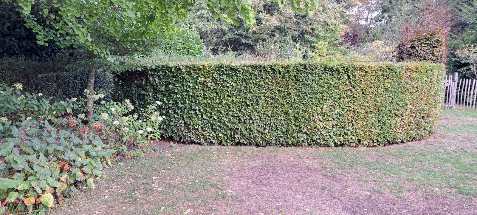 Beukenhaag - Fagus sylvatica, Tuin en Terras, Planten | Struiken en Hagen, Ophalen, Beukenhaag, Haag, 100 tot 250 cm