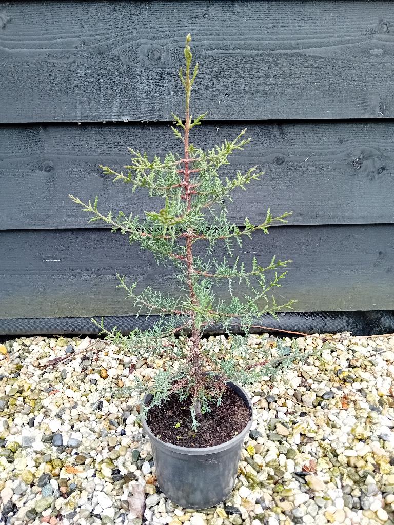 Cipres stricta, Overige soorten, Volle zon, Vaste plant, Ophalen of Verzenden