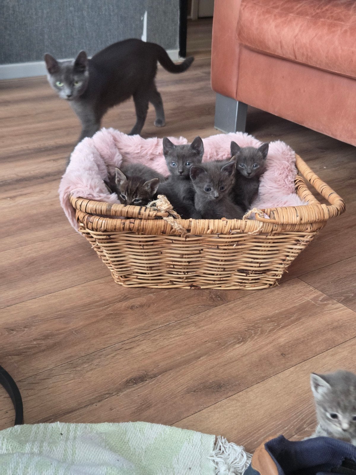 Nog 3 lieve kittens op zoek naar hun eigen gouden mandje, Dieren en Toebehoren, Meerdere dieren