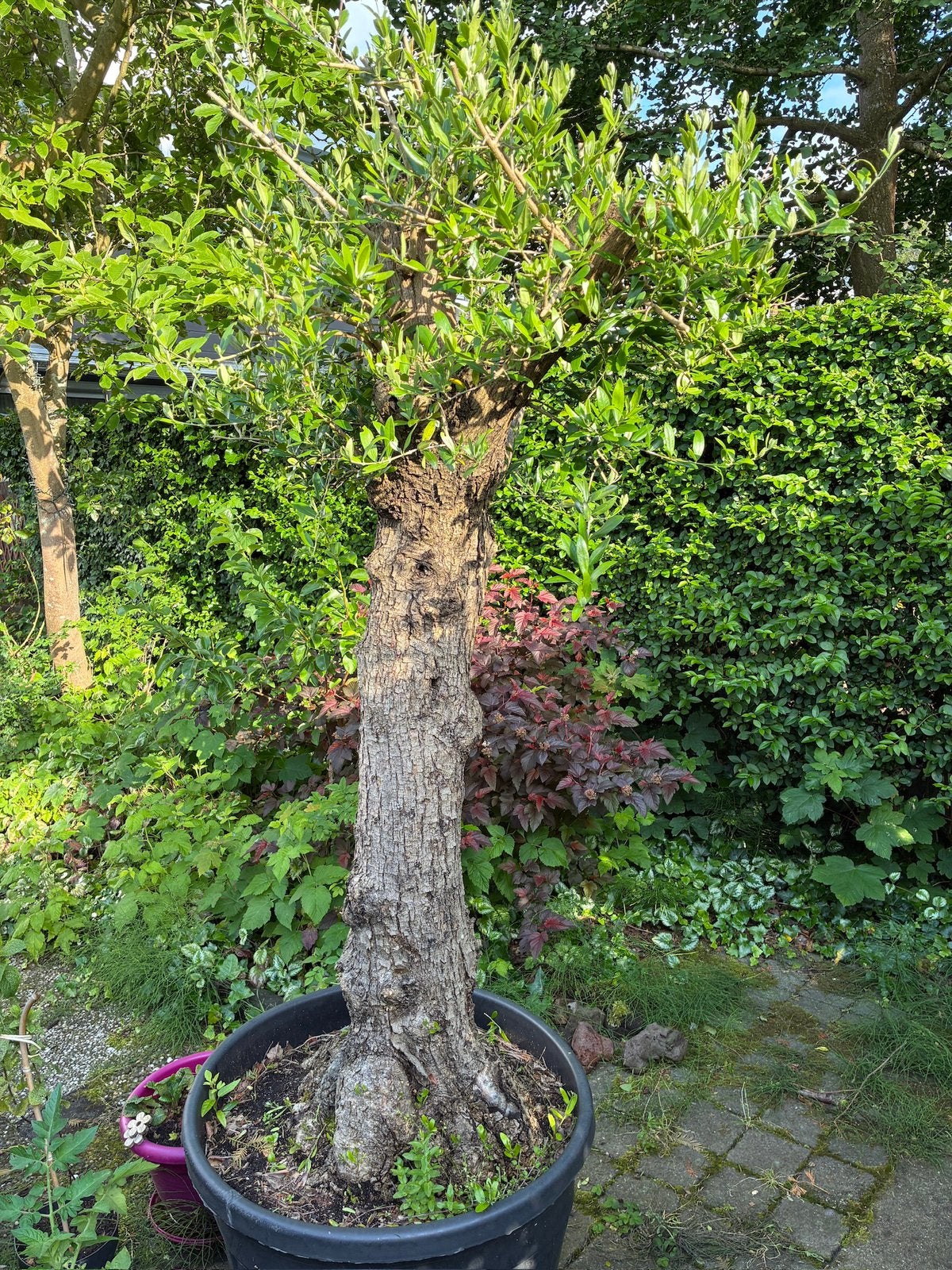 Olijfboom Europaea, Tuin en Terras, 100 tot 250 cm, Olijfboom, Zomer, Ophalen