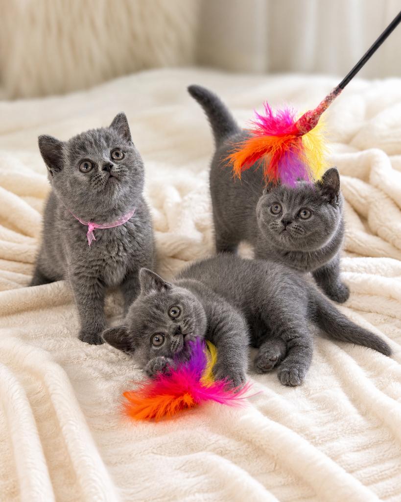 Britse Korthaar kittens uit huiselijke kring, Poes