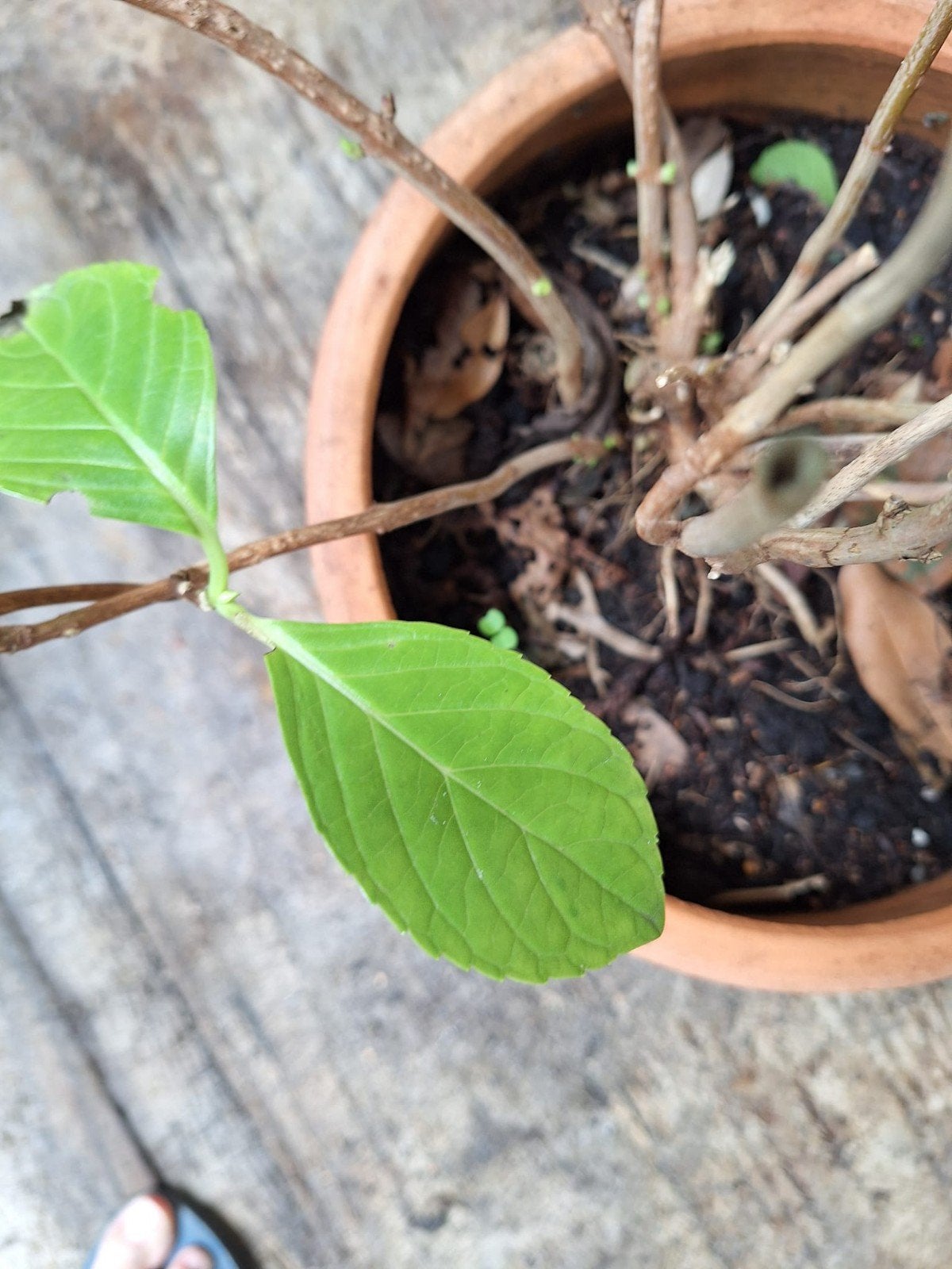 Hortensia zonder pot - heeft liefde nodig, Tuin en Terras, Vaste plant, Halfschaduw, Zomer, Ophalen