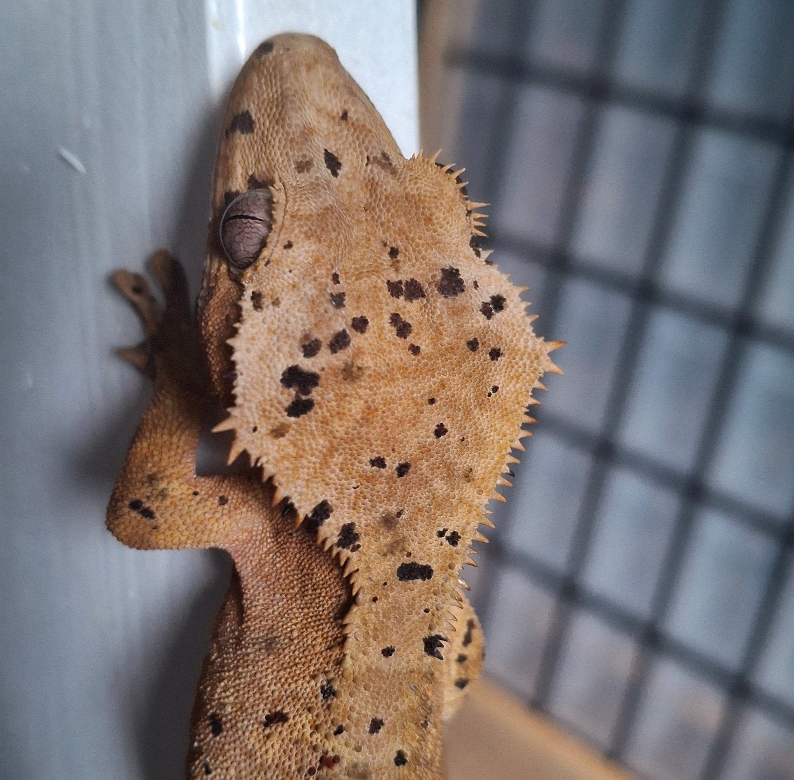 Hele mooie dalmatian wimpergekko/crested gecko vrouw (0.1)